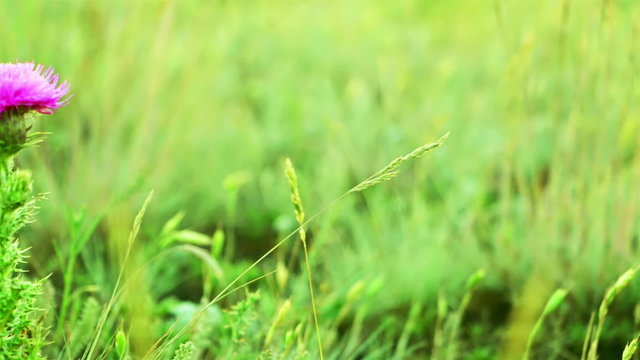 Prairie Grass and Thistle
