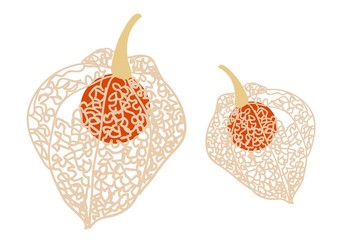 葉脈の透けたホオズキ