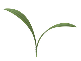 plant on a white background