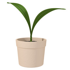 Fototapeta na wymiar plant on a white background