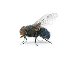 macro of  fly