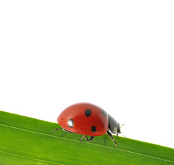 ladybug