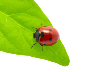 ladybug