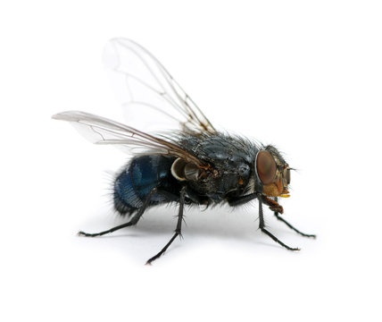 macro of  fly