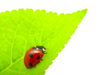 ladybug