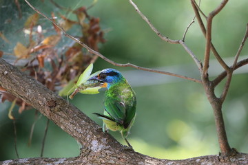 Muller's Barbet,a colorful bird