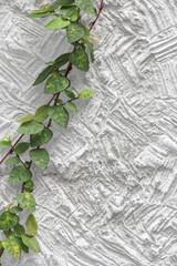 white cement texture wall  leaf
