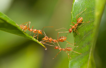 Ant bridge unity