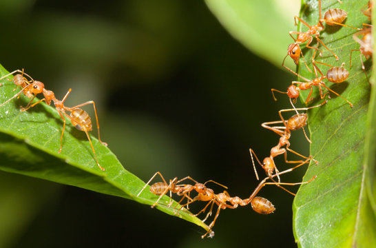 Ant bridge unity