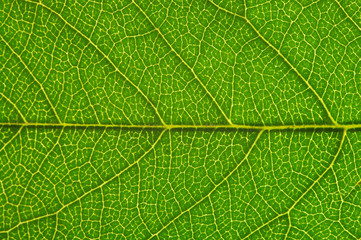 leaf texture
