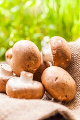 Fototapeta na wymiar Fresh brown Agaricus mushrooms