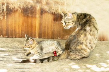 watchful mother cat and kitten on an old wooden table