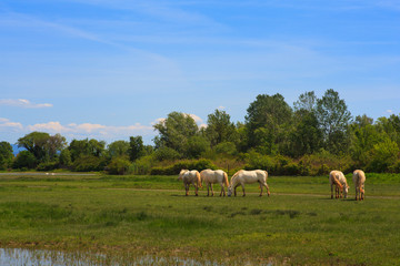 Camargue horses