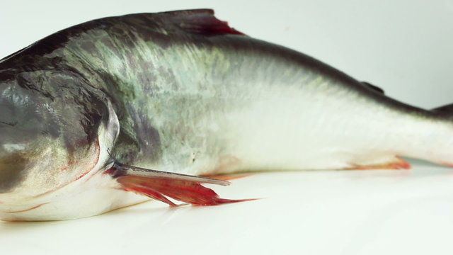 Dolly shot of Fresh pangasius fish isolated on white background