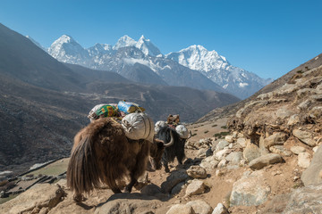 Yaks transporting goods in Himalayas