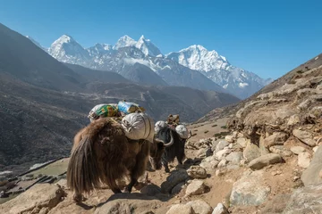 Schilderijen op glas Yaks transporting goods in Himalayas © pcalapre