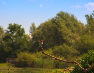  European Bee-eater