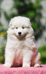 Cute white puppy portrait