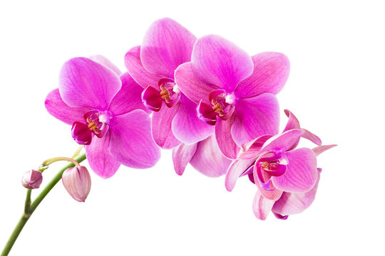 Fototapeta Orchidea
