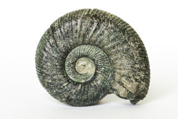 Orthosphinctes piccolo, ammonite fossile - Neumarkt