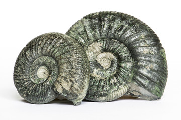 Coppia di Orthosphinctes, ammoniti fossili