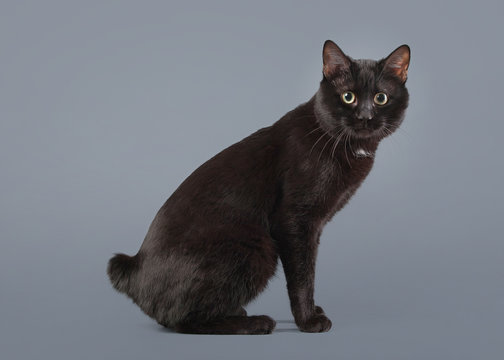 Kuril Bobtail Cat On A Gray Background