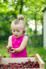 child eating cherries