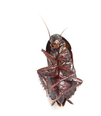 cockroach on white background