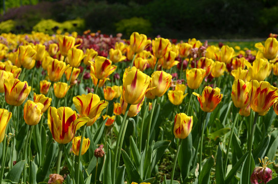 tulipany