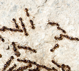 thousands of black ants on stony ground