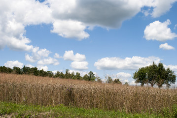 Obraz premium Clouds Over Field & Forest