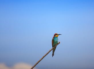  European Bee-eater