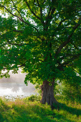 Fototapeta na wymiar Oak tree in full leaf in summer standing alone