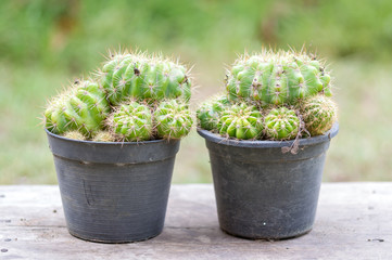 Golden ball cactus