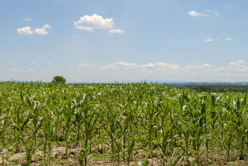 Cornfield in Summer