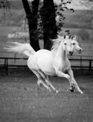 Fototapeta na wymiar Galloping horses