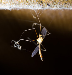 large mosquito. macro