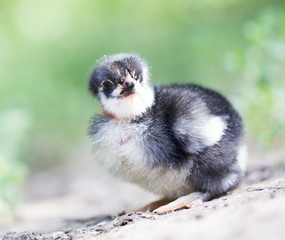 little chicken on the nature