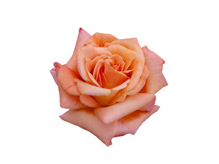 bright beautiful pink rose is on a white background