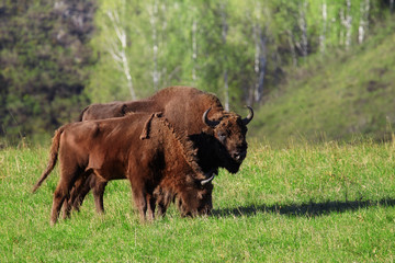 wild bison