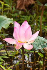 beauty of lotus 