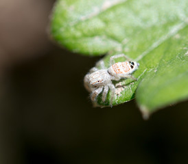 spider in nature. macro