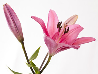 Rote Lilie © fine pics