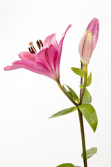 Rote Lilie © fine pics