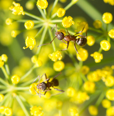 ant in nature. macro