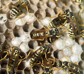 Wasp Nest with Pupae