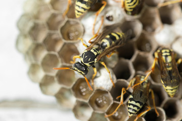 Wasp Nest with Pupae