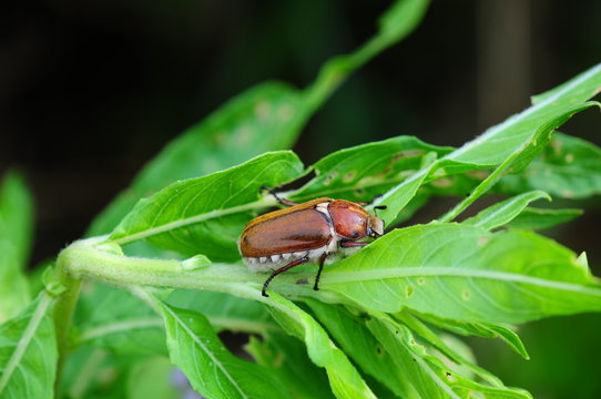 Anoxia Villosa - Blatthornkäfer