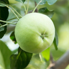green apple on a tree branch