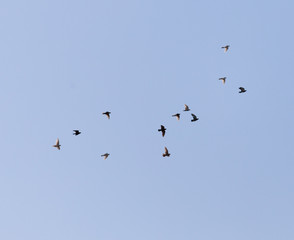 doves flying in the blue sky